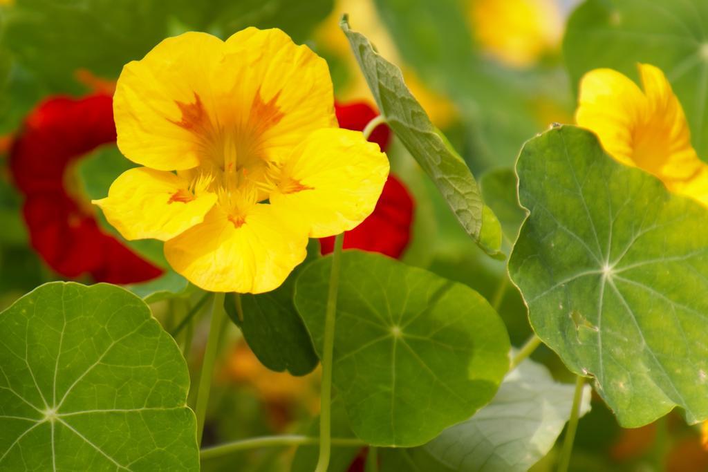 Pension Aloisia Scheffau am Wilden Kaiser Εξωτερικό φωτογραφία