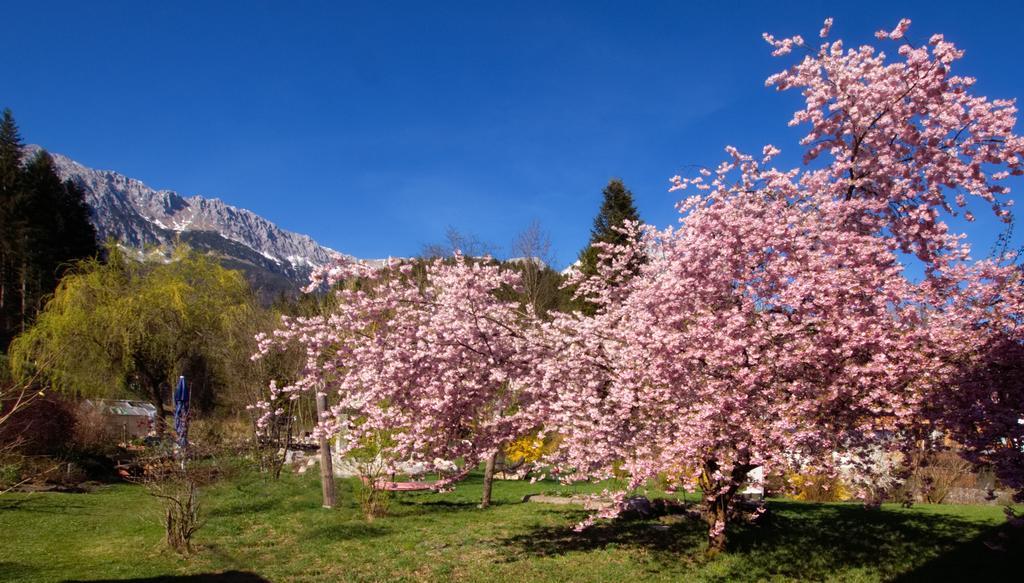 Pension Aloisia Scheffau am Wilden Kaiser Εξωτερικό φωτογραφία